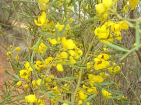 Senna artemisiodes Desert Cassia.jpg